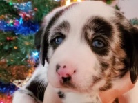 犬は二匹までって決めていた、なのに…最近四匹目の子を飼い始めました。模様がウシっぽいのでセーフってことで。
