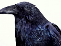 隣人からの嫌がらせに困っていたら、仲良くしていたカラスが代わりに報復をしてくれた件
