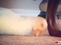 お昼寝アヒルの「うとうとコクン！」そしてそこからのプルプルプルが妙に人間っぽい件について