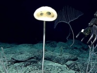 E.T.が深海にいた？不思議な形の新種の深海生物が発見される（米海洋大気庁）