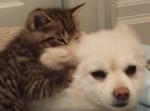 捨て猫がお家に来たら、ポメラニアンにぎゅうぎゅうし続けた！