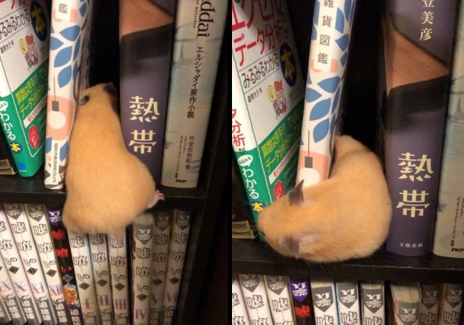 うみーさんのツイートより、編集部でトリミング