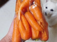 スーパーでニンジン買ったら「思った以上につわものぞろい」　異形の軍団に21万人驚がく「叫びそう」「ご武運を」