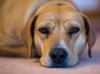 犬をつかって...。画像は本文とは無関係です（Ralph Arvesenさん撮影、flickrより）