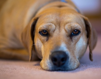 犬をつかって...。画像は本文とは無関係です（Ralph Arvesenさん撮影、flickrより）