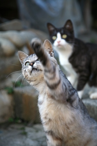 田代島の猫（nakaeさん撮影、Flickrより）