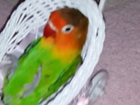 マイベビーカーでゆらゆらされるのが好きな鳥