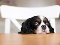 人間が犬の目の色に影響を与えたかもしれない。より好まれるように黒っぽく変化