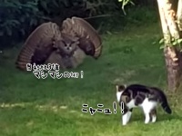 民家の裏庭でフクロウと飼い猫が遭遇。フクロウ巨大化の術を展開
