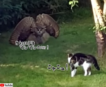 民家の裏庭でフクロウと飼い猫が遭遇。フクロウ巨大化の術を展開