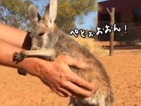 この腕好きぃ～～！飼育員さんの腕に抱き着く子カンガルーのかわいさよ