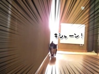 BGMでここまでスリリングに、子猫の「だるまさんは転ばない」