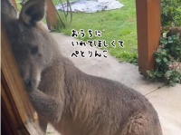 お家の中に入れて欲しいの。ドアに張り付きせつない表情を浮かべるカンガルー
