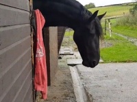 落としたやべえ、と証拠隠滅を図るフリージアン・ホースのフェニックスさん