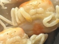 牡蠣の殻を開いたら...中から〝ヤツら〟がコンニチハ　衝撃光景に吃驚「こんなにいるのかッ！？」