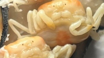 牡蠣の殻を開いたら...中から〝ヤツら〟がコンニチハ　衝撃光景に吃驚「こんなにいるのかッ！？」