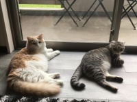 実際のところ猫は飼い主のことをどのように思っているのだろうか？「大きな猫、でも敵じゃない」。と思っているらしい。（英研究）
