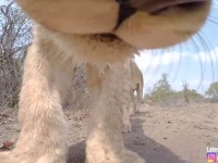 サバンナにGoProをしかけてみた結果「なんじゃこりゃ？」という野生動物たちの反応が撮影された