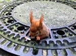 リスさん、お尻がマンホールにはまって動けなくなる