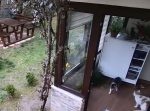 猫の窃盗団による犯行。　家主が不在の間に猫のエサを食べ尽くし…！