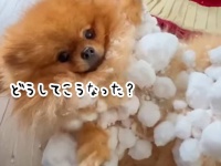 どうしてこうなった？体中に大量の雪玉をつけたポメラニアン