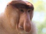 「ブサイクな生き物トップ５」が発表！　不名誉な１位は…
