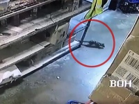 犯人は絶滅危惧種のフクロネコ！酒場の倉庫に侵入したところを防犯カメラがキャッチ（オーストラリア）