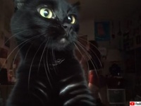 やっぱ猫だろ。飼い主がフラフープダンスを撮影中カットインしてきた猫
