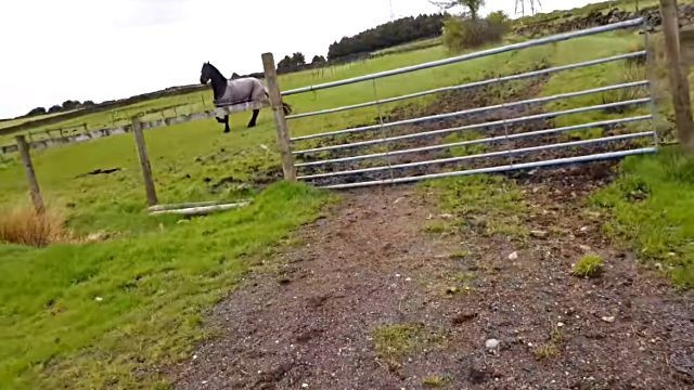 horse2