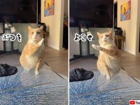 「ブツをよこせ」猫がハンドサインで飼い主に指示