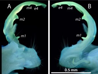 オスのヤスデの生殖器は光る。紫外線に照らされると蛍光色を放つため種の判別に役立つ（米研究）