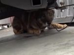 切ない「泣き声」を出して怖がる孤独な野良犬が、人の優しさに包まれて変わっていく。