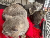 我が子ではない子猫たちに餌を与え、守り続けていたのはオスの野良猫だった