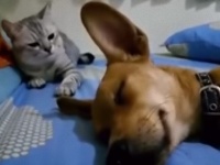 なにしとんじゃい！猫が犬に猫パンチ。その理由とは？
