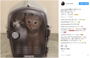 石田ゆり子 動物おしゃべりアプリにどハマり 馬鹿だと思われてもいい 1ページ目 デイリーニュースオンライン 石田ゆり子 動物おしゃべりアプリにどハマり 馬鹿だと思われてもいい 1ページ目 デイリーニュースオンライン