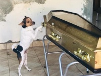 亡くなった飼い主の棺から離れようとせず、悲しみを伝えるかのように鳴き続ける犬（ブラジル）
