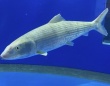 漁師「見たことのない魚が取れた」→水族館「これは...！？」　茨城で〝捕獲記録のない魚〟見つかる