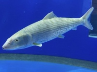 漁師「見たことのない魚が取れた」→水族館「これは...！？」　茨城で〝捕獲記録のない魚〟見つかる