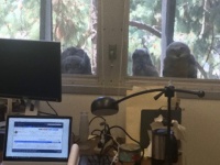 おまえは既に見張られている。窓からオフィスを監視するフクロウグループ