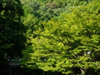 青葉繁れる「新緑」のイメージ（ume-yさん撮影、Flickrより）