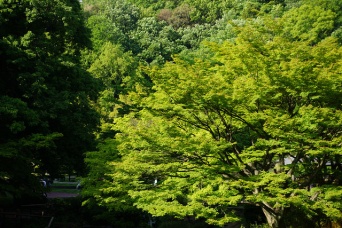 青葉繁れる「新緑」のイメージ（ume-yさん撮影、Flickrより）