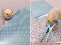 おしゃれ心が芽生えたインコ？包装紙をクチバシでちぎって尾羽の飾りに