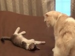 しつこくしたら怒る！　子猫の謎ポーズがおかしくて参る