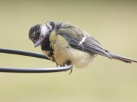 あのかわいらしい鳥に一体何が？シジュウカラが他の鳥を襲い脳を食べていたことが確認される（英研究）
