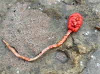 真っ赤なお顔のエイリアン？謎の海洋生物が打ち上げられネットが騒然、その正体は？