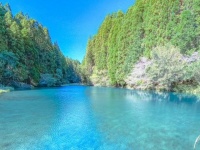 夏のように爽やかで、秋のように静やか　宮崎県の森を抜けたら待っていた〝青い池〟が言葉を失う美しさ