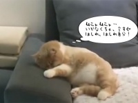 自転車をこいでいる夢を見ているらしい猫