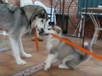 犬同士の対決！　１対１の綱引きかと思いきや…意外な展開に