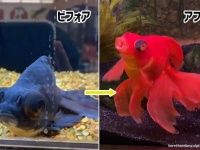 ペットショップで死にかけの黒い金魚を購入。健康と赤色を取り戻すまでの物語