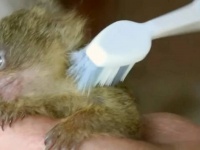 「世界で2番目に小さい猿」ピグミーマーモセットの赤ちゃん、歯ブラシでのブラッシングを満喫する